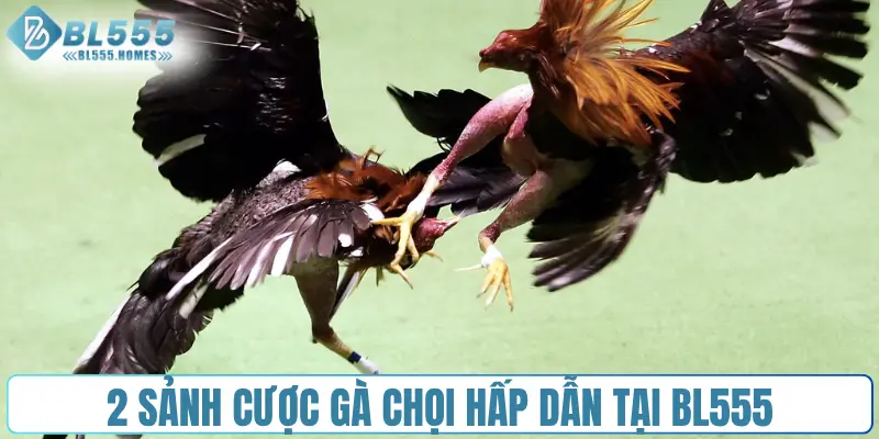2 sảnh cược gà chọi hấp dẫn tại BL555