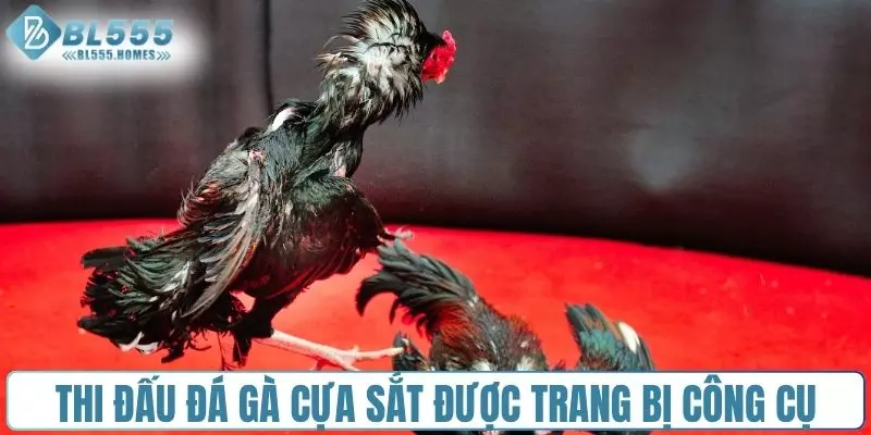 Chiến kê thi đấu đá gà cựa sắt được trang bị công cụ