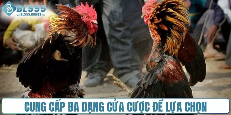 Cung cấp đa dạng cửa cược để lựa chọn