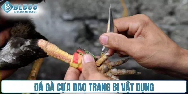 Đá gà cựa dao trang bị vật dụng trên chân chiến kê