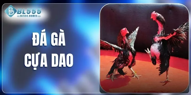 Đá gà cựa dao