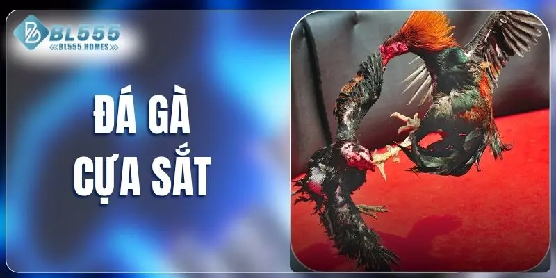 Đá gà cựa sắt