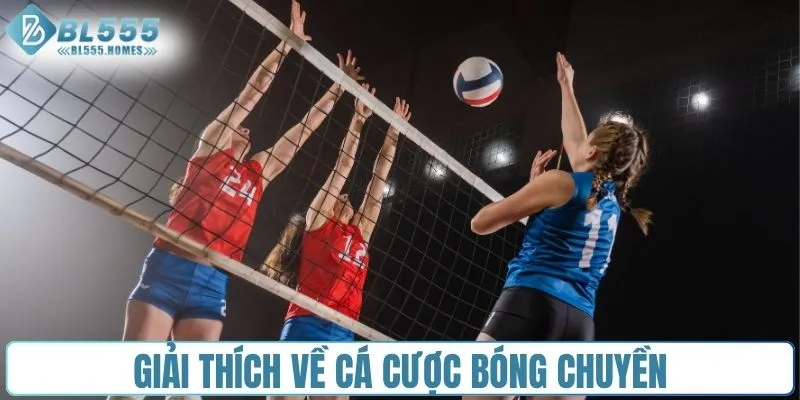 Giải thích về cá cược bóng chuyền
