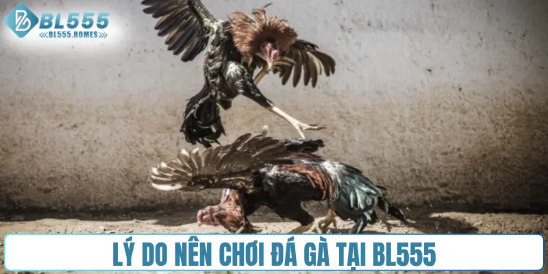 Lý do nên chơi đá gà tại BL555