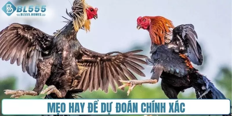 Mẹo hay nên áp dụng để dự đoán kết quả