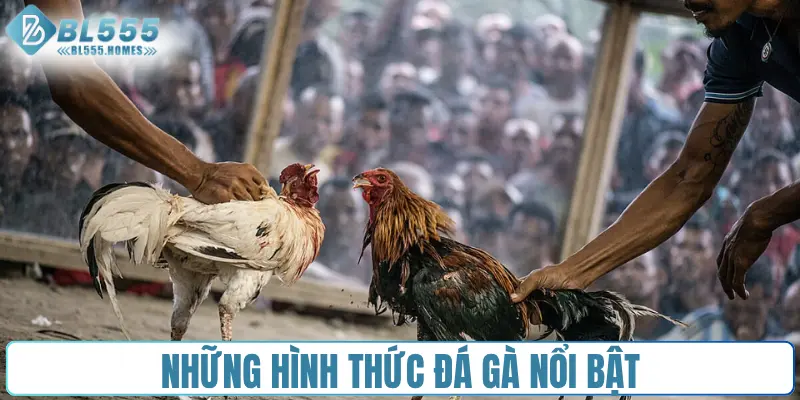 Những hình thức đá gà nổi bật