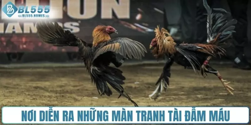 Nơi diễn ra những màn tranh tài đẫm máu