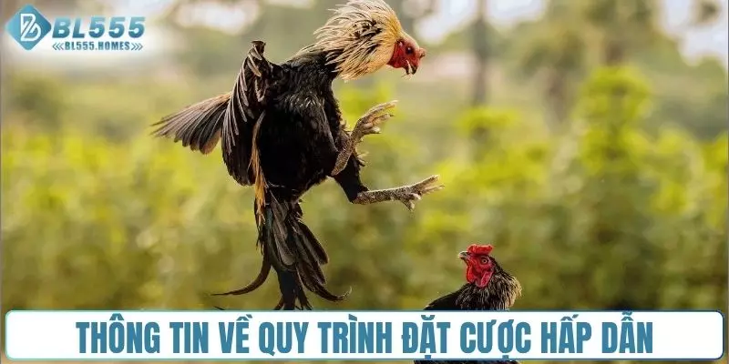 Thông tin về quy trình đặt cược tại BL555